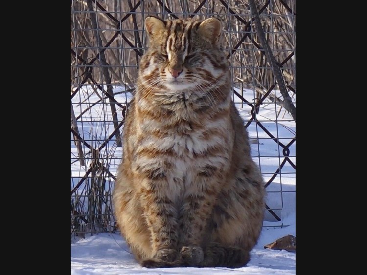 Дальневосточный Лесной кот (Prionailurus bengalensis euptilurus)