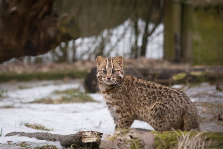 Дальневосточный Амурский Лесной кот