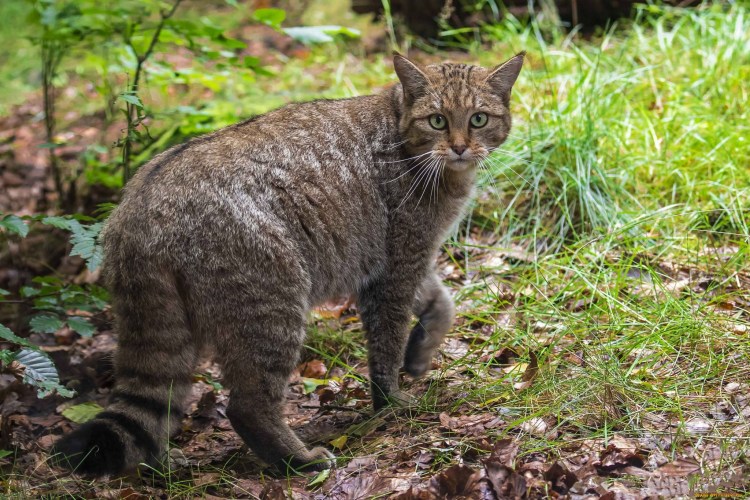 Шотландская Лесная кошка
