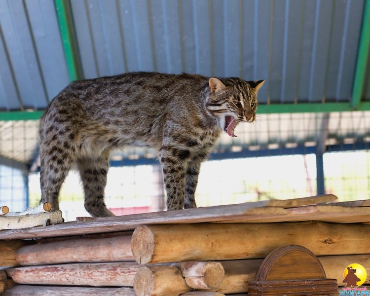 Лесной кот
