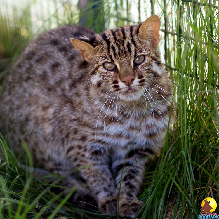 Кот дикий Лесной камышовый Амурский
