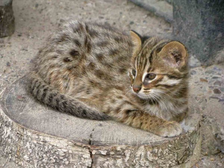Амурский камышовый кот