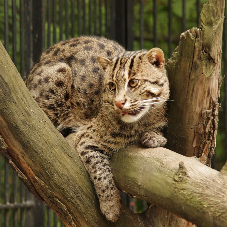 Амурский камышовый кот