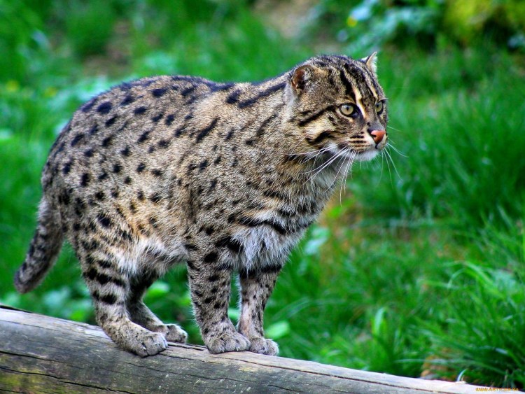 Амурский Лесной кот