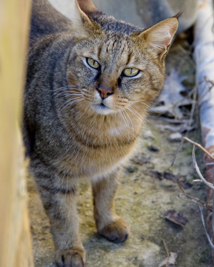 Дальневосточный Амурский Лесной кот