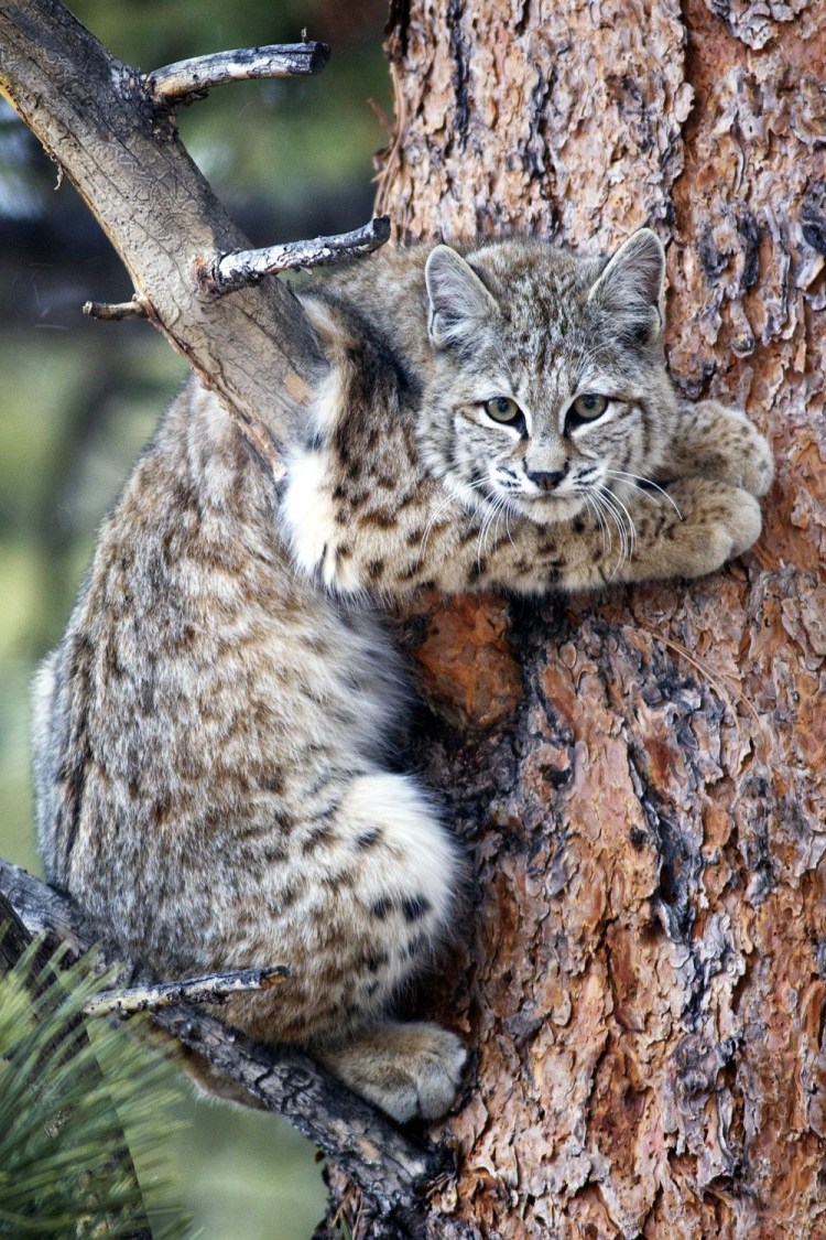 Амурский Лесной кот