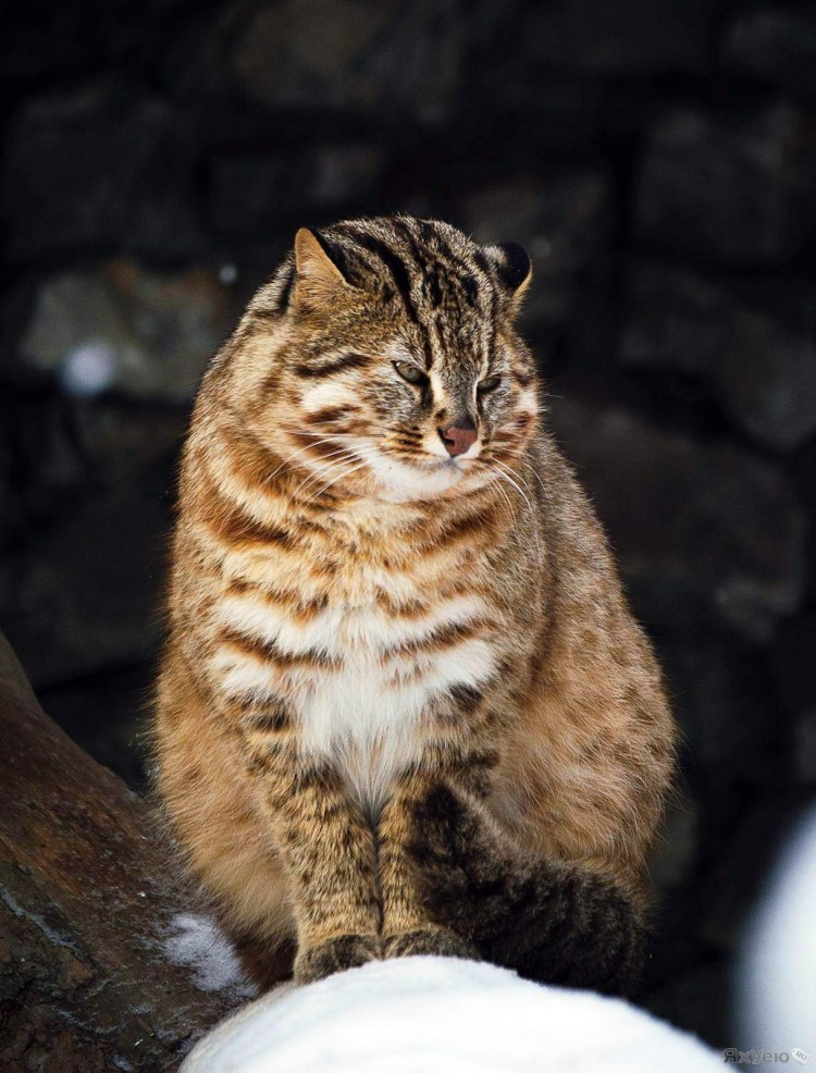 Дальневосточный Амурский Лесной кот