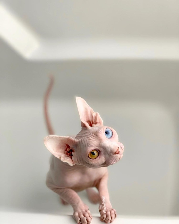 Кошка канадский сфинкс Эльф