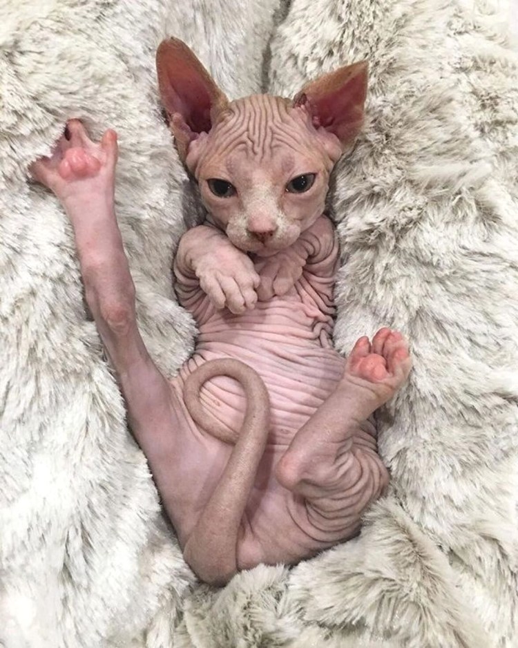 Донской сфинкс котята