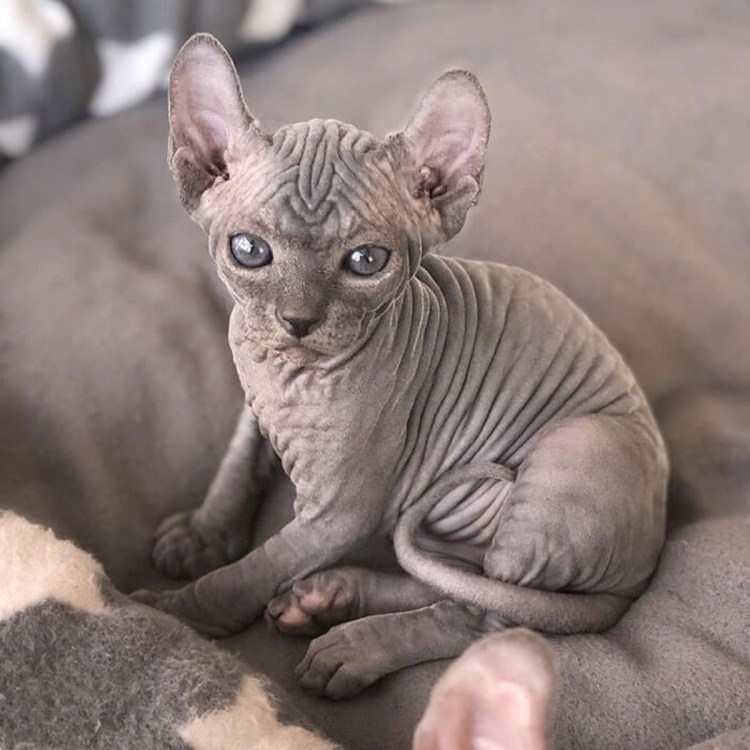 Лысая кошка сфинкс котенок