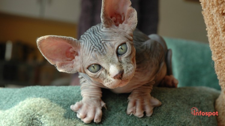 Лысый кот сфинкс котенок