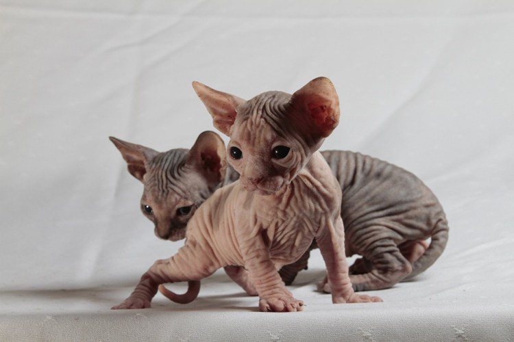 Донской сфинкс котята