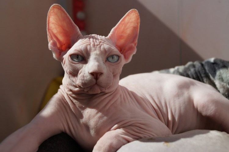 Кот сфинкс котенок
