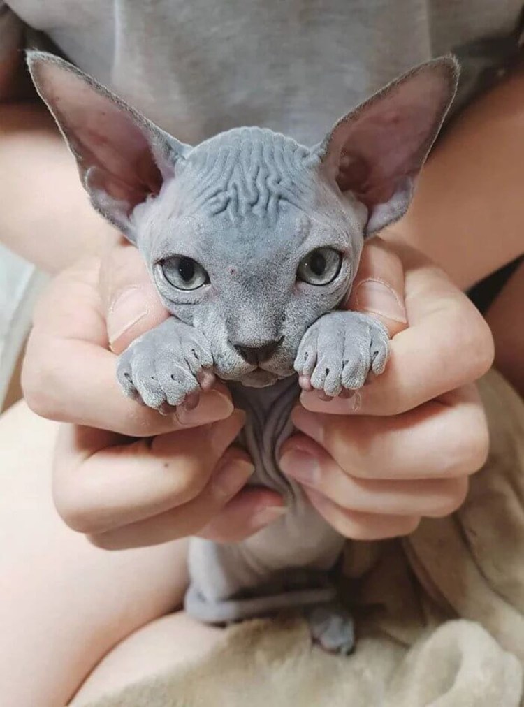 Канадский сфинкс котята