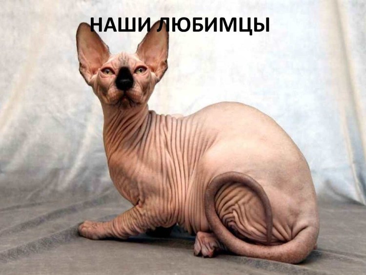Кошки которые не линяют кроме сфинксов