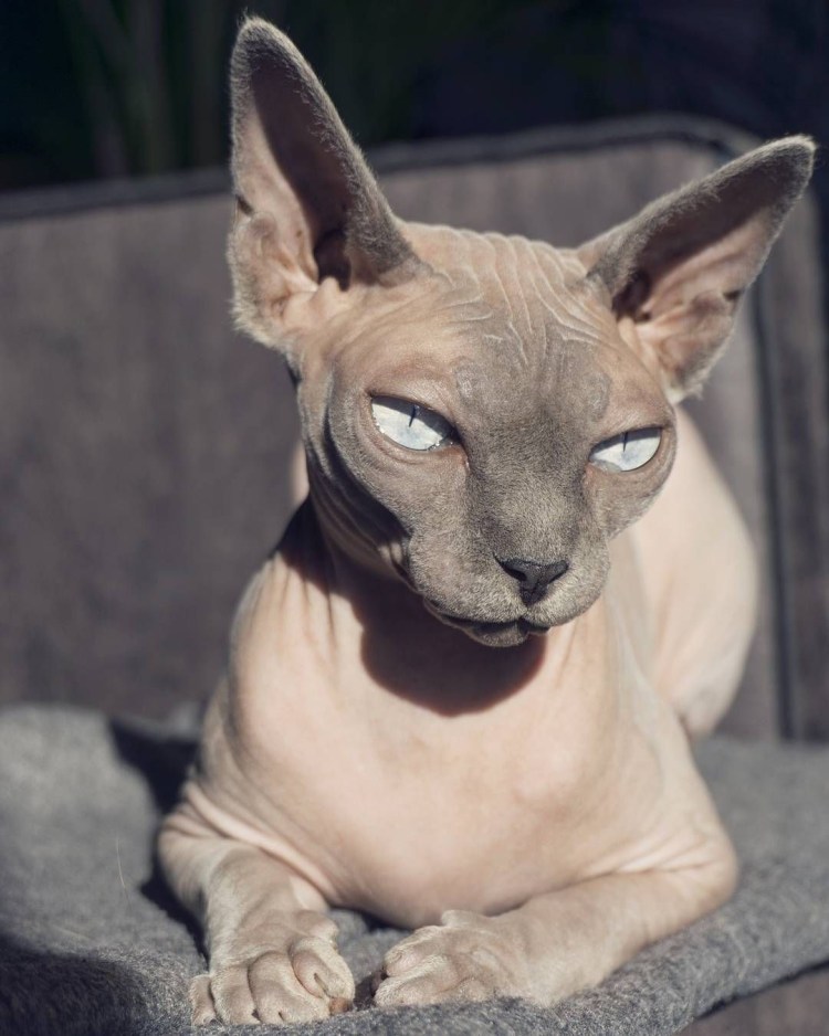 Египетская кошка сфинкс