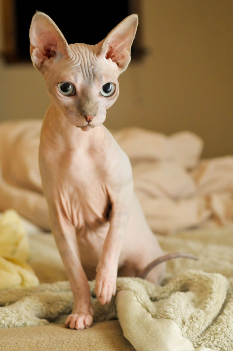Египетский сфинкс кот