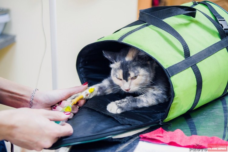 Шина для кошек доктор пол