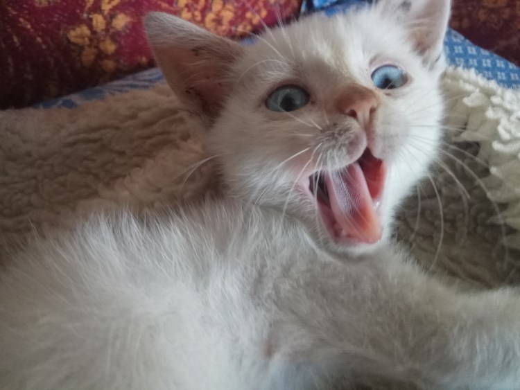 Кот с открытым ртом