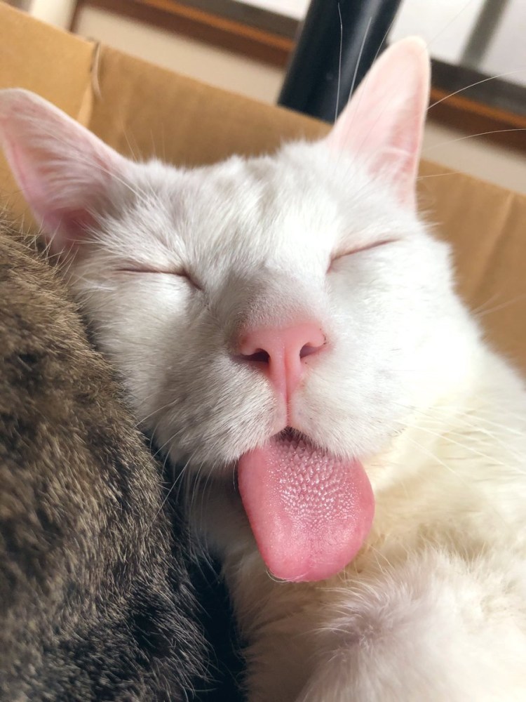 Кошачий нос