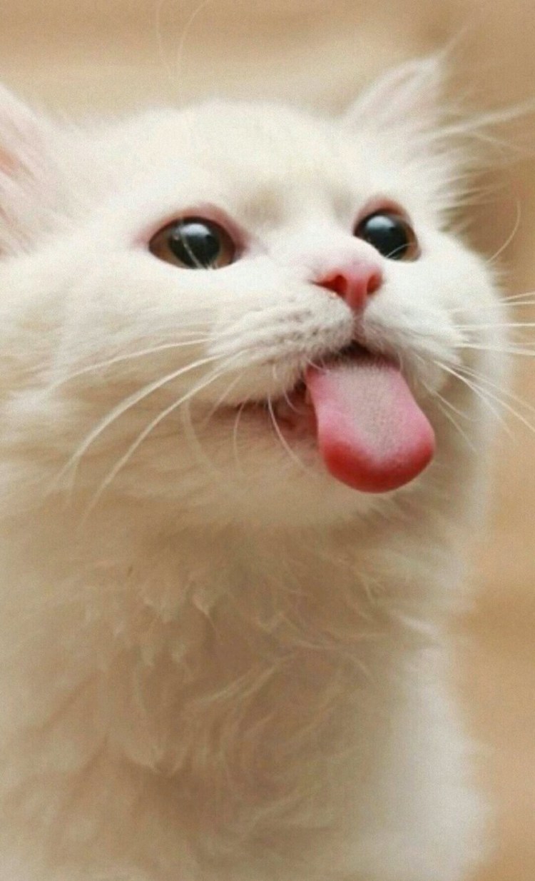 Белый кот с высунутым языком