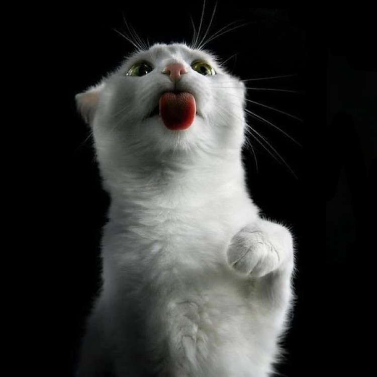 Смешная белая кошка