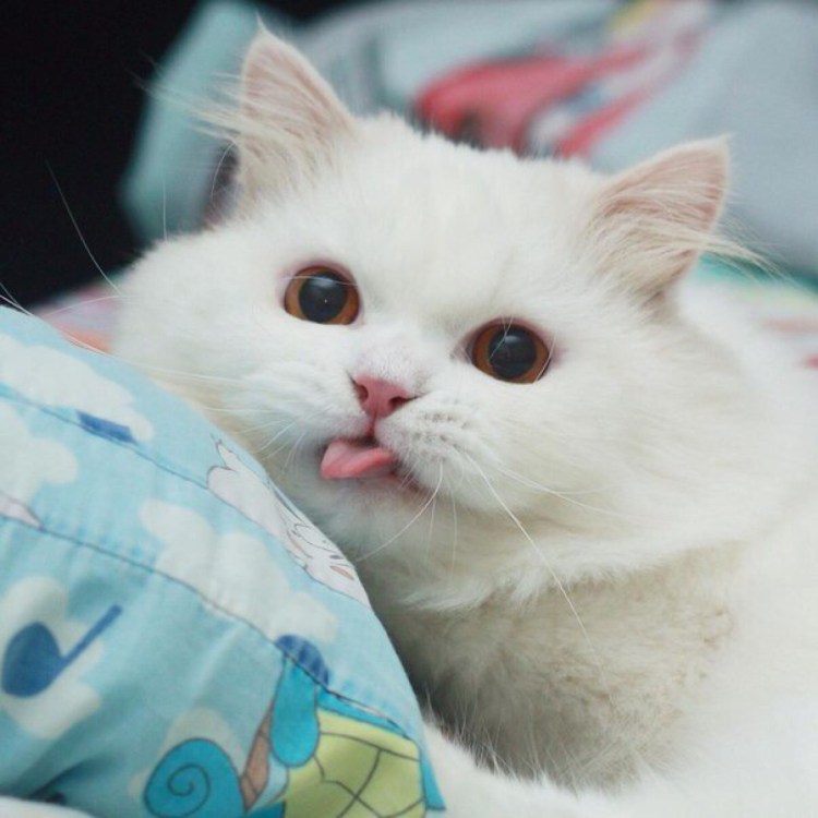 Котенок облизывает экран