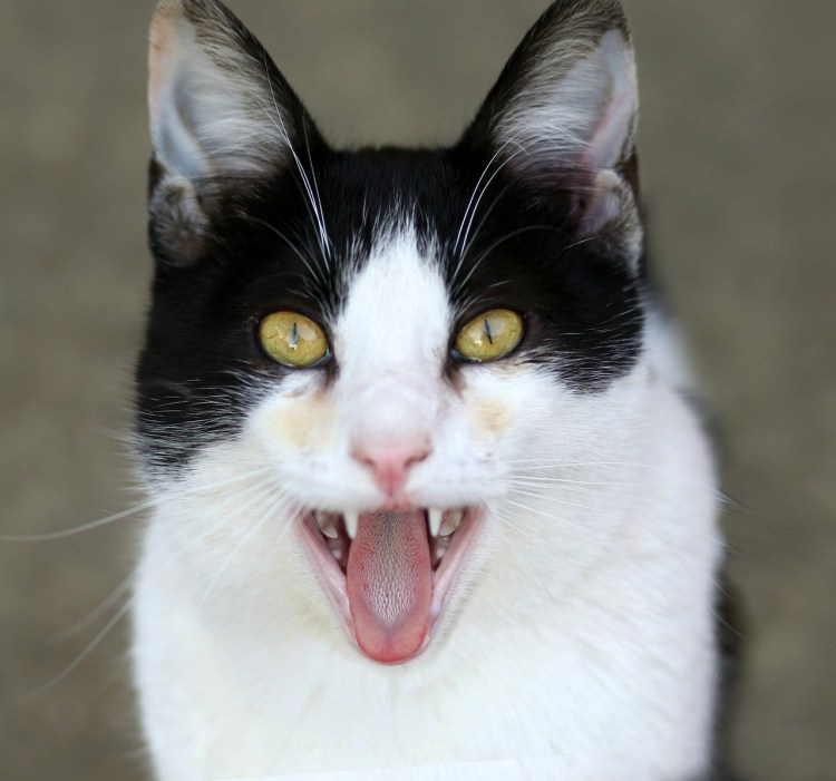 Кошачий язычок белый кот