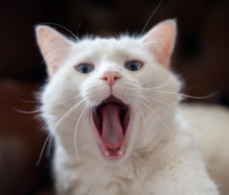 Котенок облизывается
