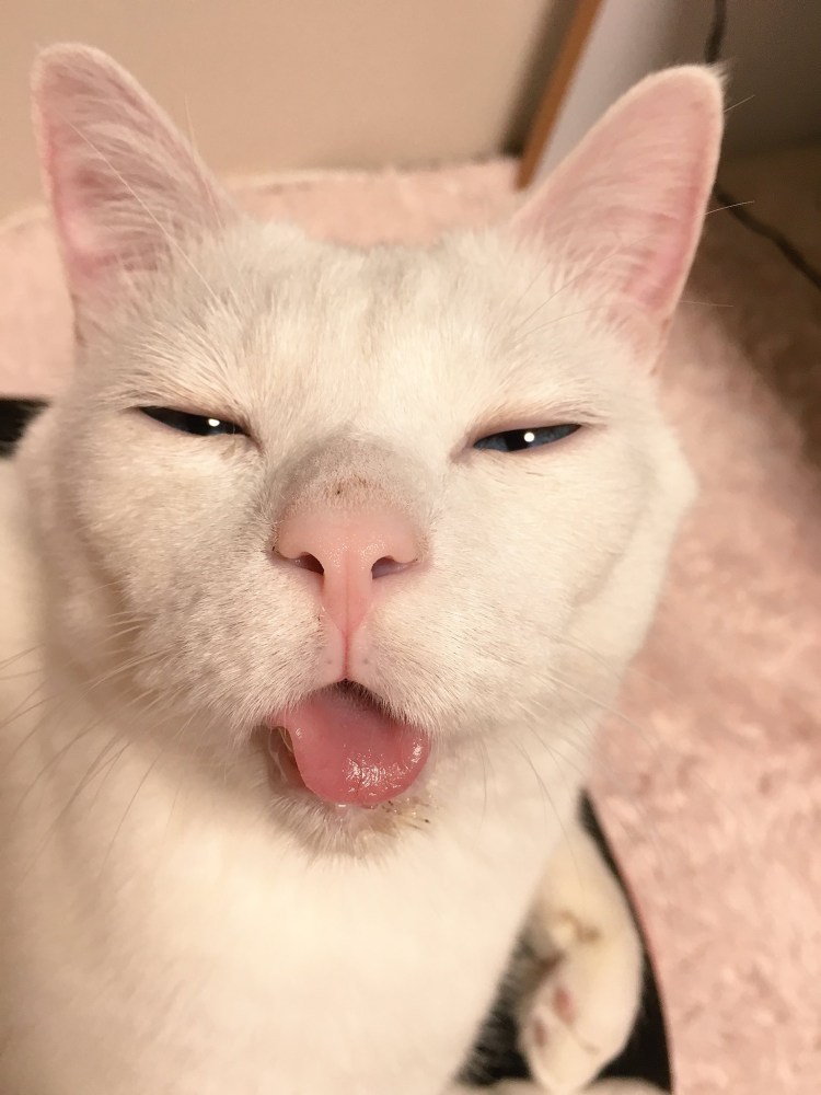 Носики котиков