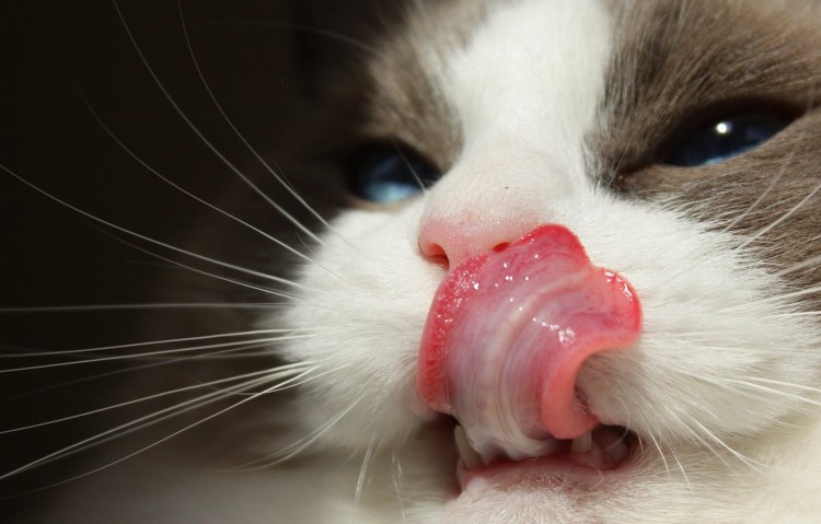 Cat Brasilia