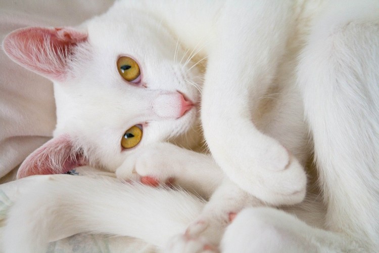 Смешная белая кошка