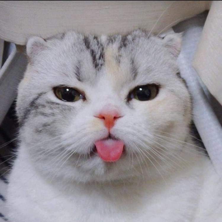 Рыжий кот с языком