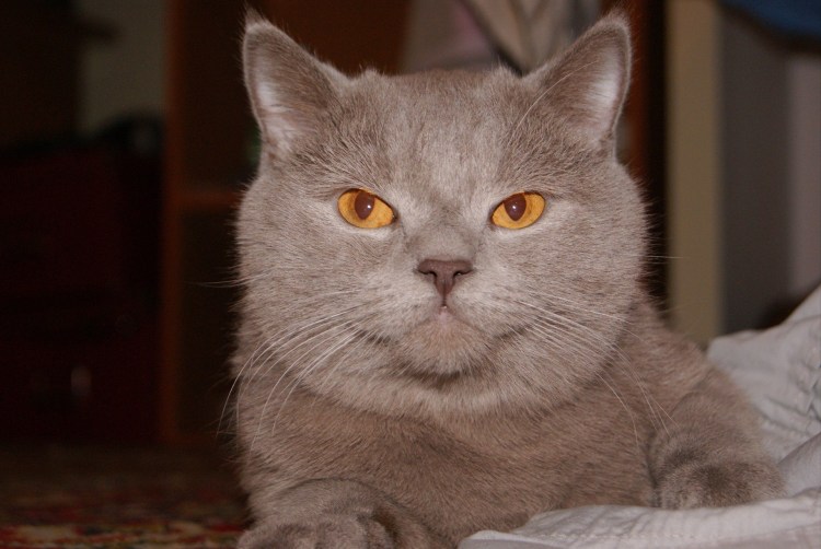Мокрый британский кот