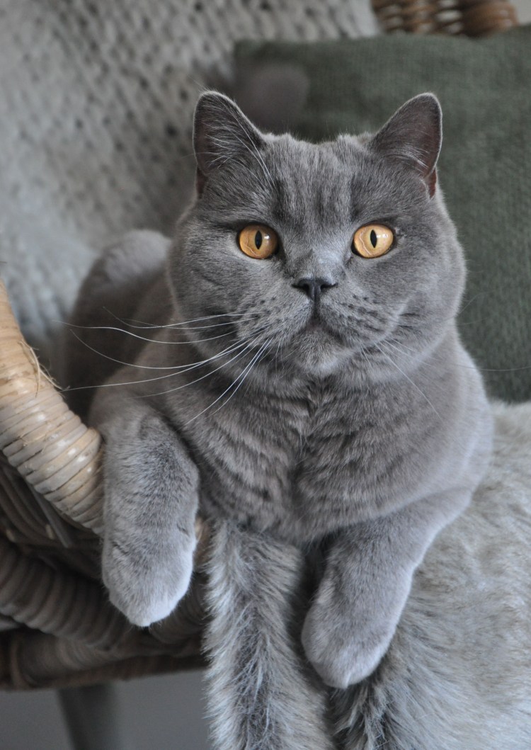 Британец прямоухий котенок