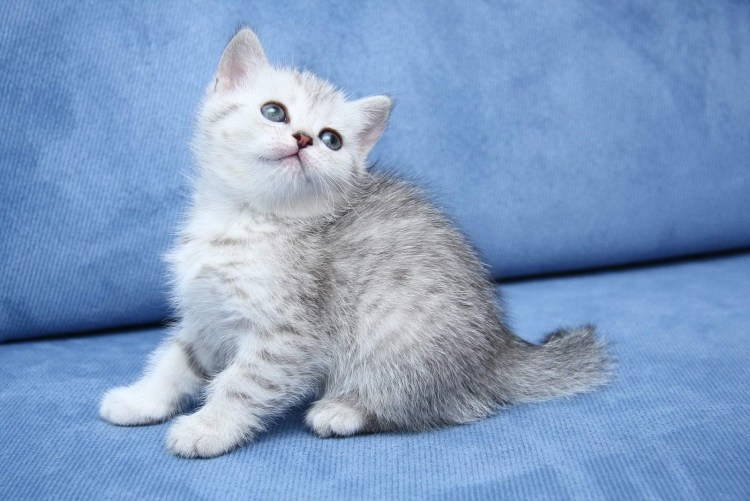 Шотландский кот прямоухий серый