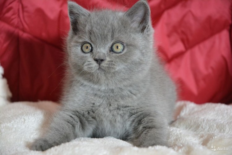 Шотландский кот скоттиш страйт голубой