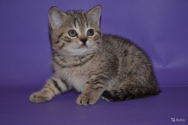 Шотландские коты прямоухие вискас