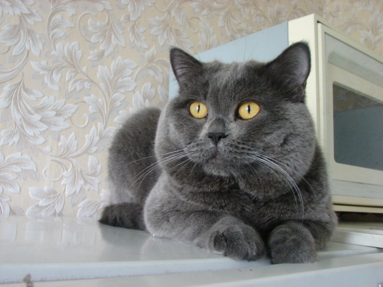 Голубой британец кот прямоухий