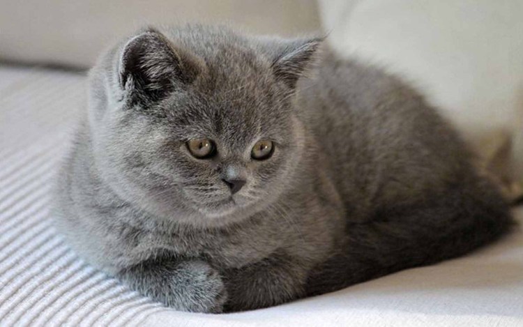 Британская короткошёрстная кошка