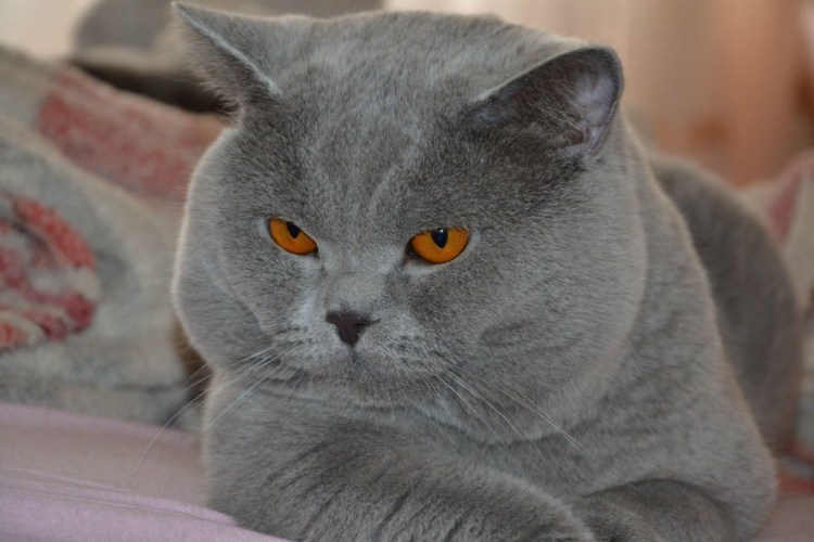 Британский прямоухий кот голубой