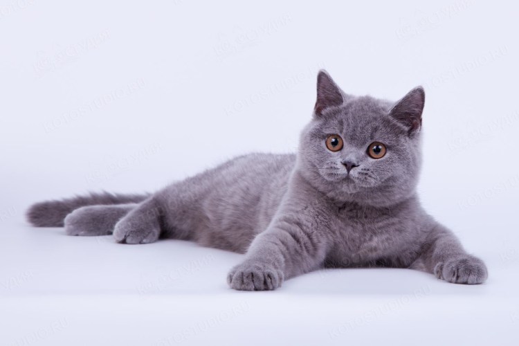 Скоттиш страйт серый