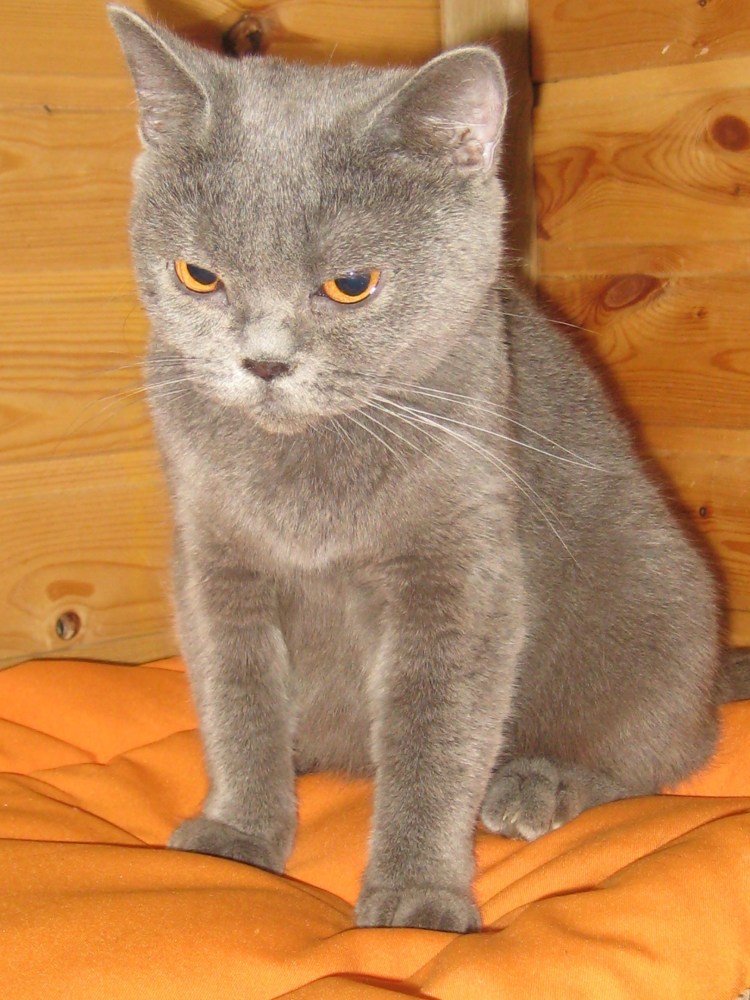 Шотландская голубая кошка прямоухая