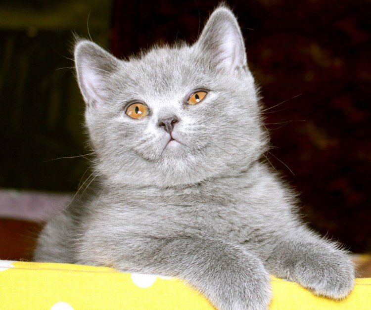 Британский кот прямоухий серый