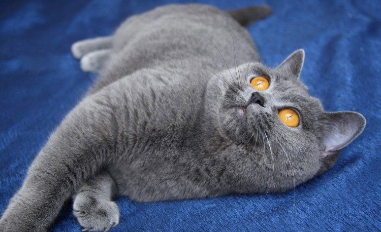 Британский скоттиш страйт