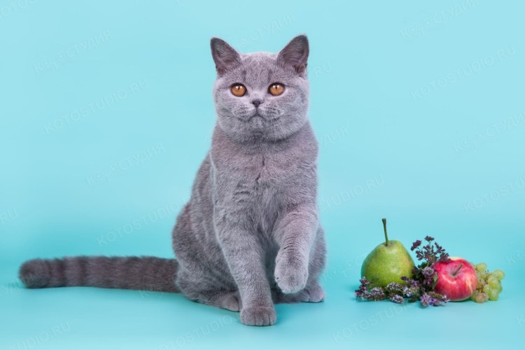 Британский прямоухий кот