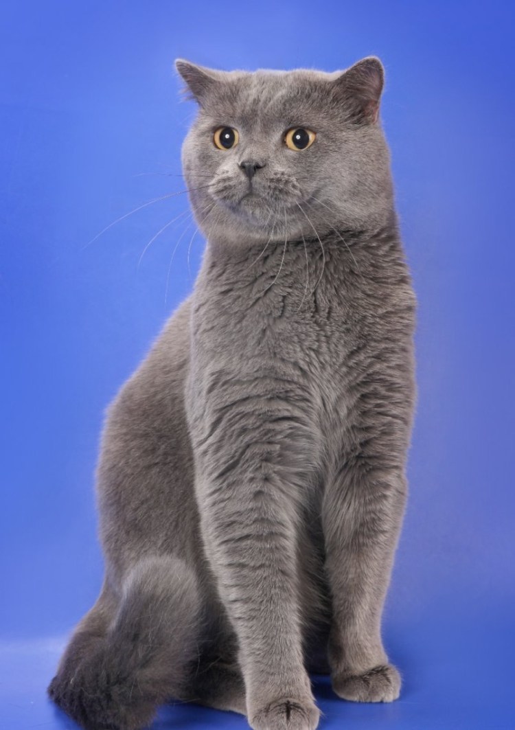 Шотландский скоттиш страйт персиковый
