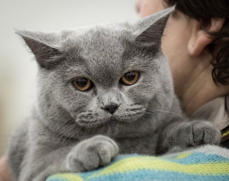 Шотландская скоттиш страйт кошка голубая
