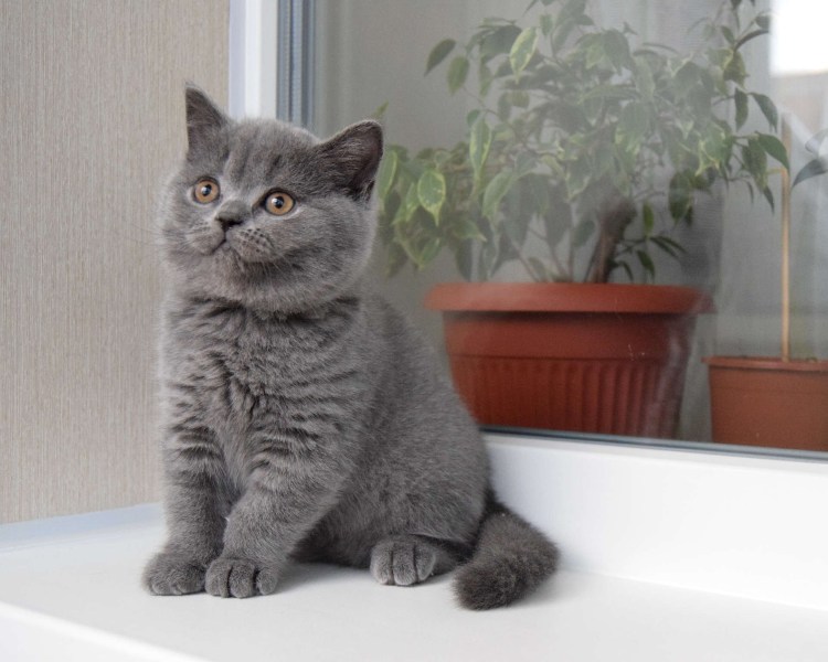 Британские котята прямоухие серые