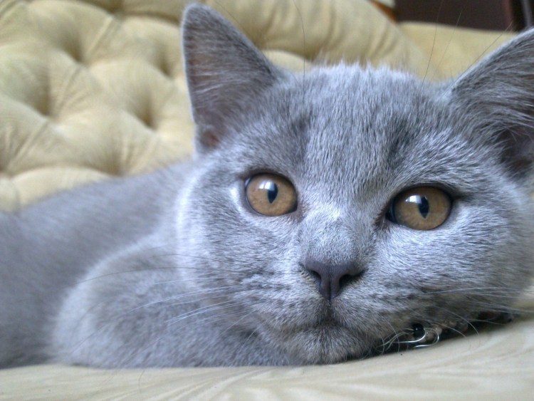 Шотландская кошка страйт